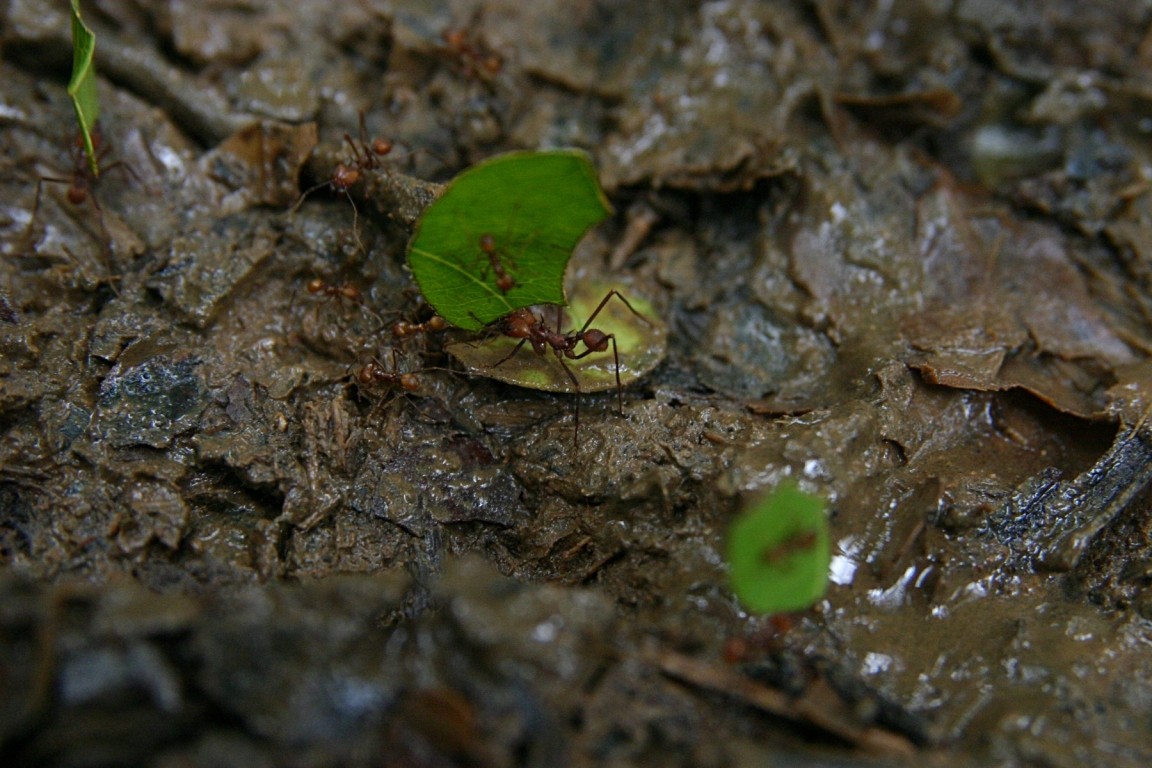 Leaf-Cutter Ants, Puerto Viejo